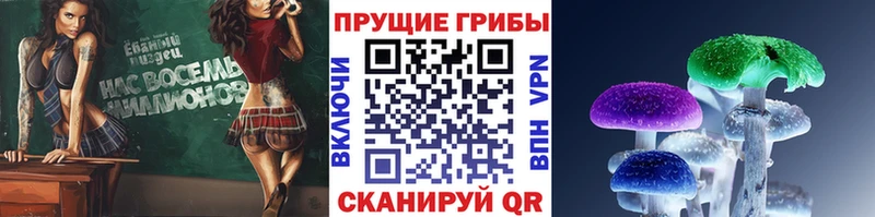 Псилоцибиновые грибы Psilocybe  закладка  Северская 